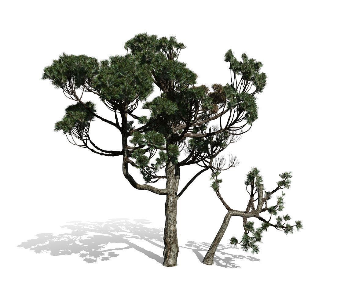 Conifer Tree 004 3D model_3