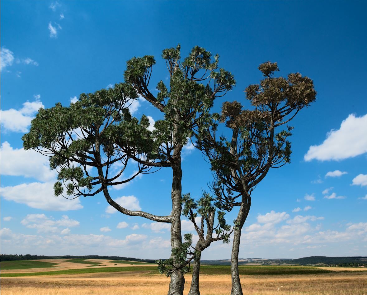 Conifer Tree 004 3D model_1