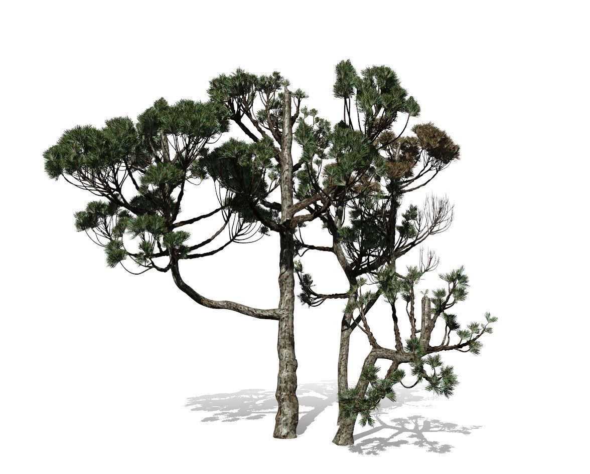 Conifer Tree 004 3D model_4