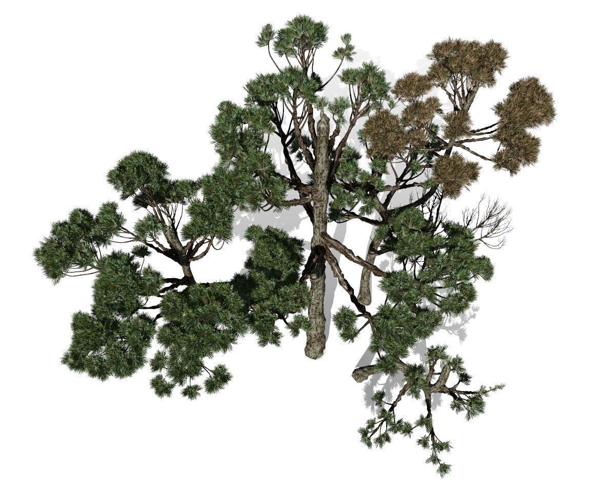 Conifer Tree 004 3D model_7