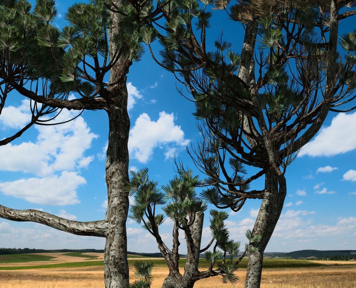 Conifer Tree 004 3D model_2