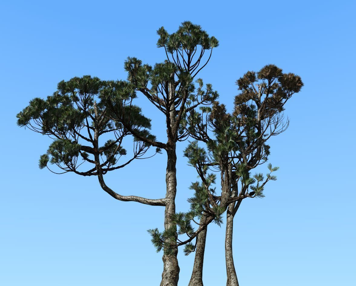 Conifer Tree 004 3D model_9