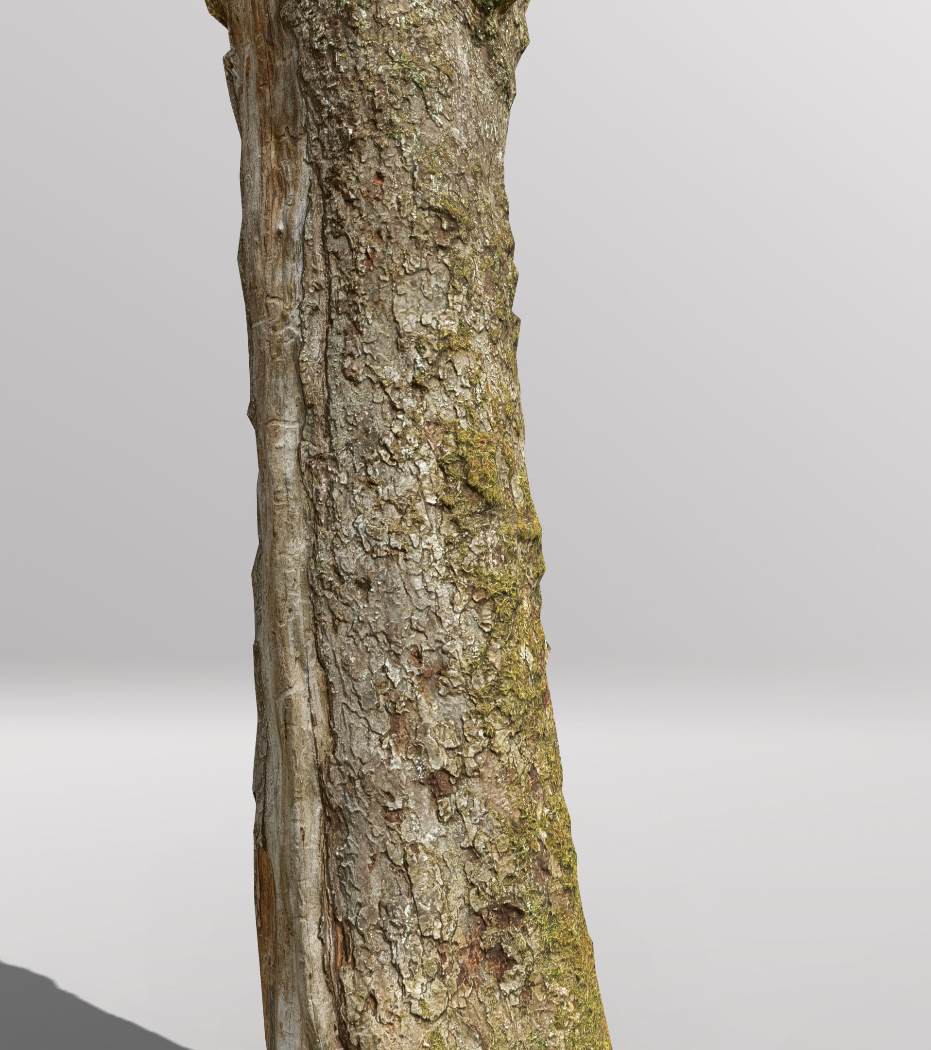 Tree dead 02 Scan  Low-poly 3D model_10