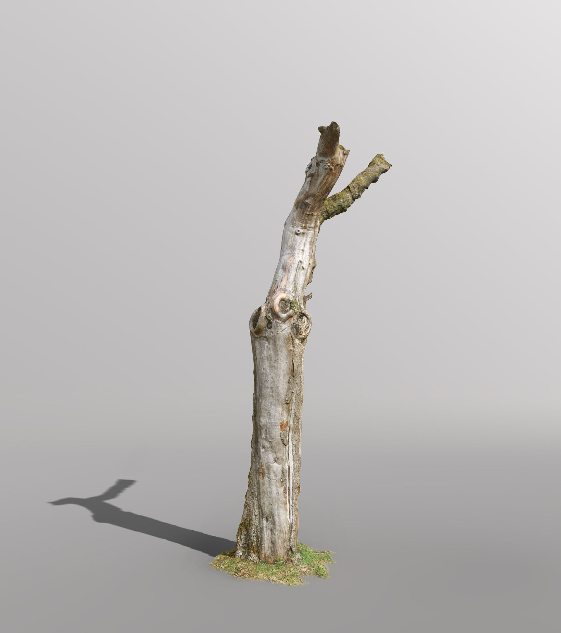 Tree dead 02 Scan  Low-poly 3D model_4
