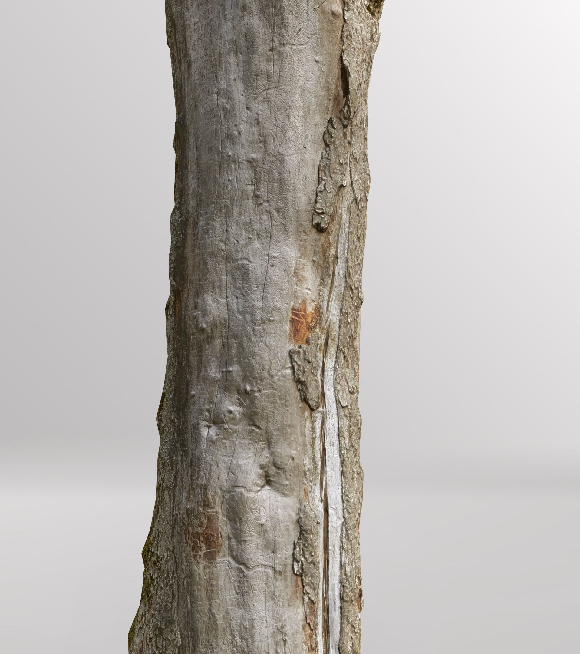 Tree dead 02 Scan  Low-poly 3D model_9