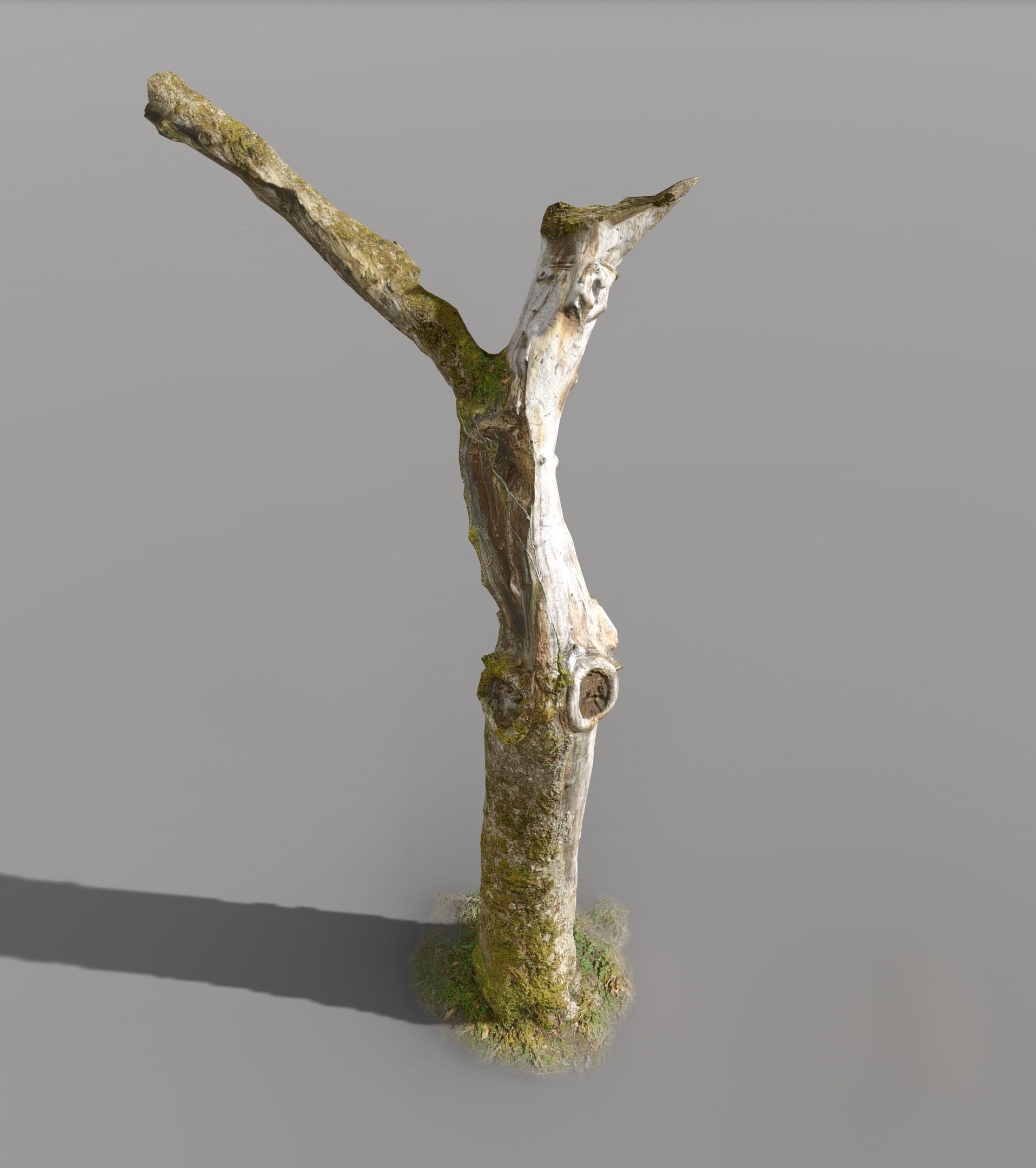 Tree dead 02 Scan  Low-poly 3D model_7