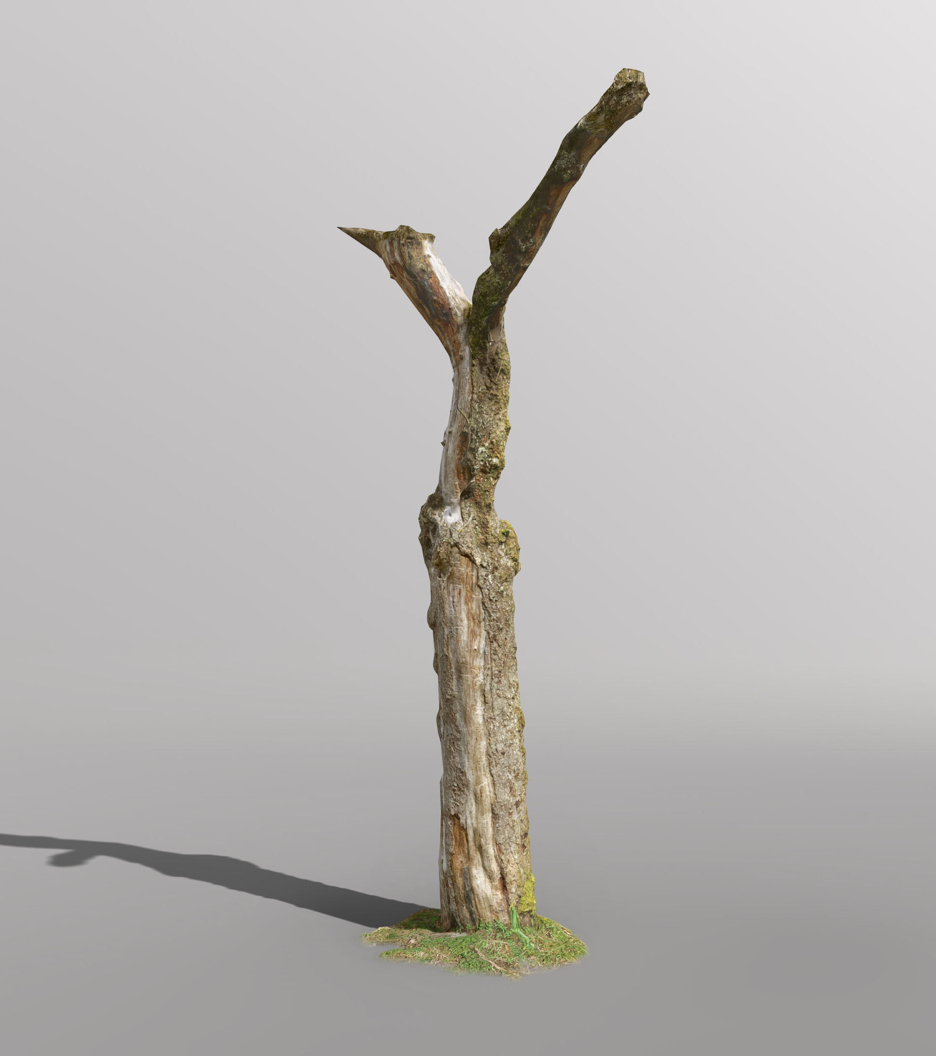 Tree dead 02 Scan  Low-poly 3D model_5