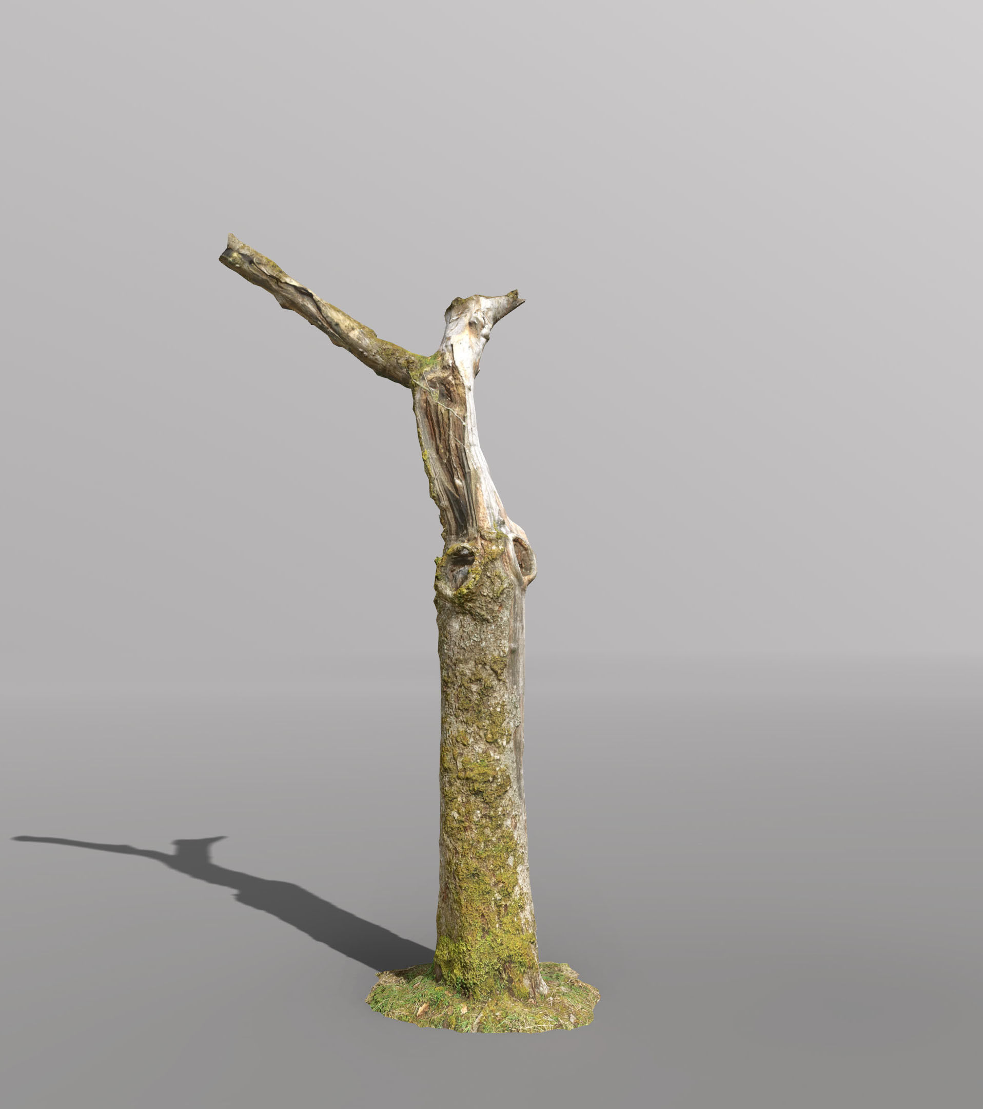 Tree dead 02 Scan  Low-poly 3D model_2