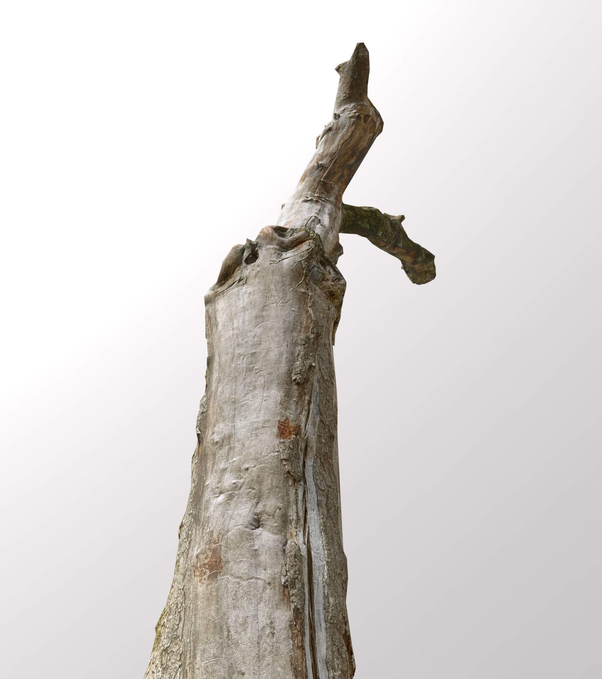 Tree dead 02 Scan  Low-poly 3D model_6
