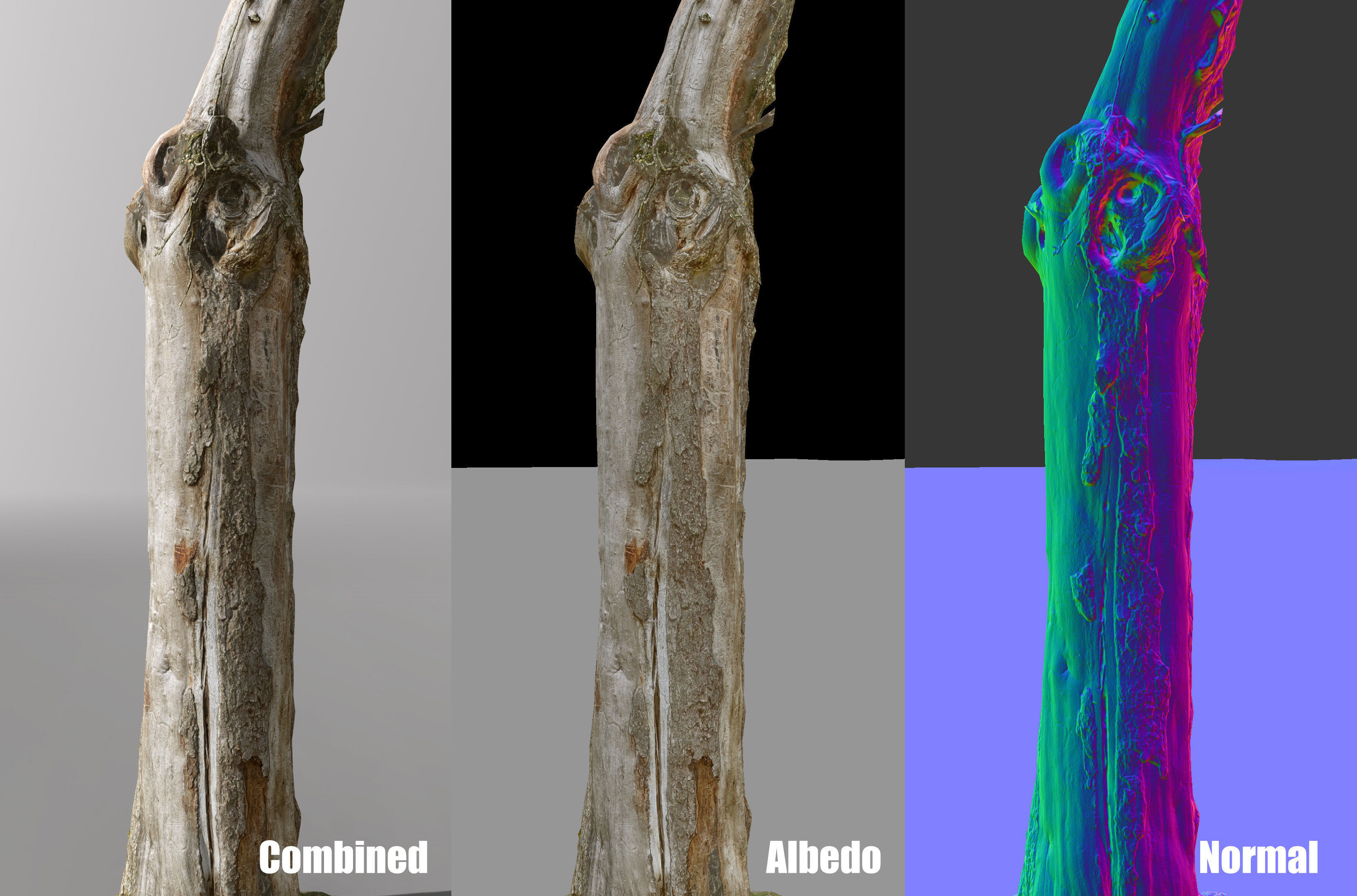 Tree dead 02 Scan  Low-poly 3D model_1