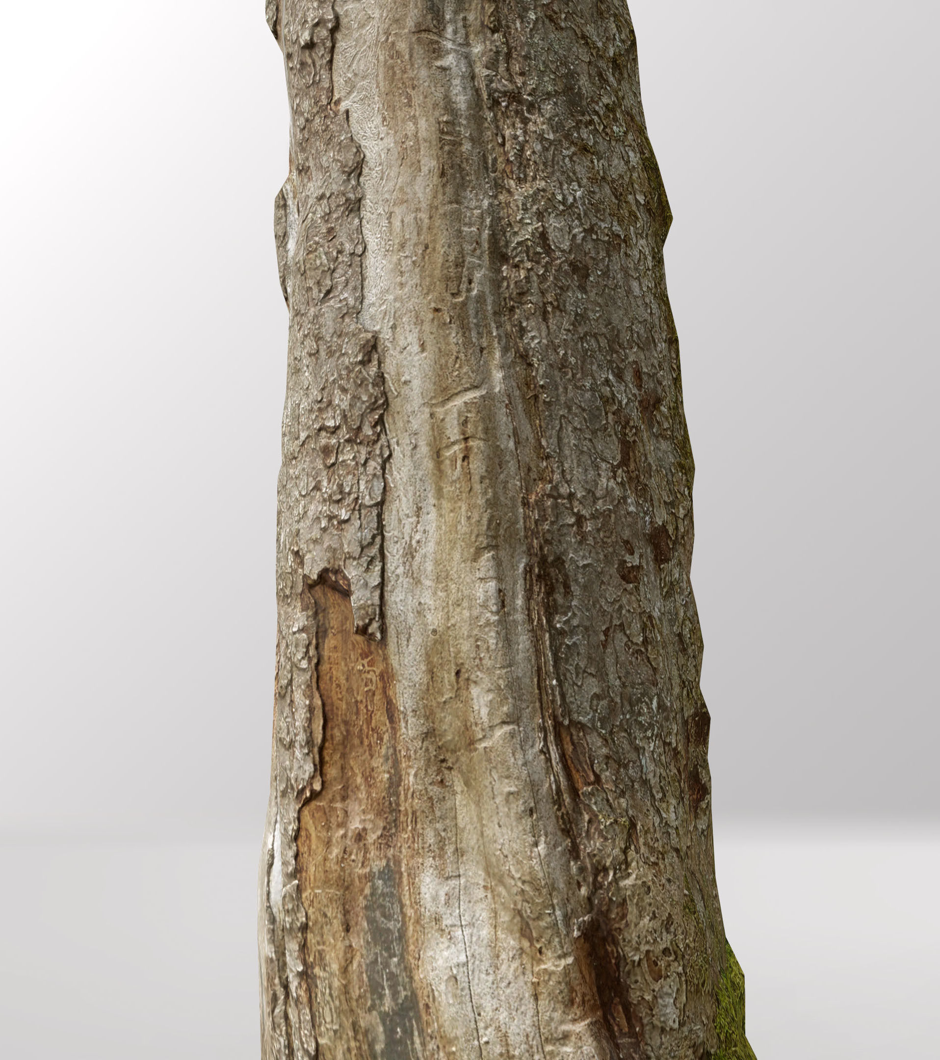 Tree dead 02 Scan  Low-poly 3D model_8