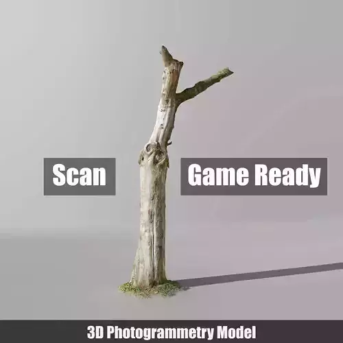 Tree dead 02 Scan  Low-poly 3D model