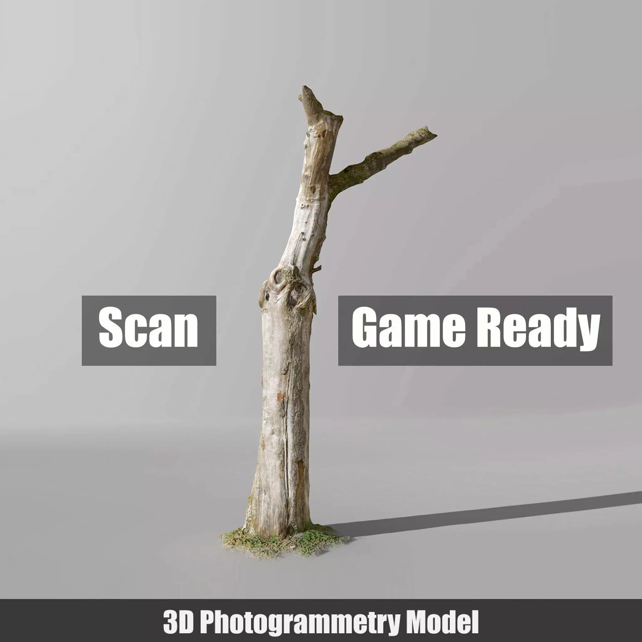 Tree dead 02 Scan  Low-poly 3D model_0
