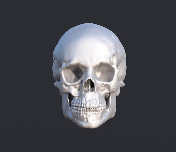 Human Skull 3D print model