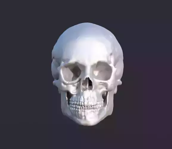 Human Skull 3D print model
