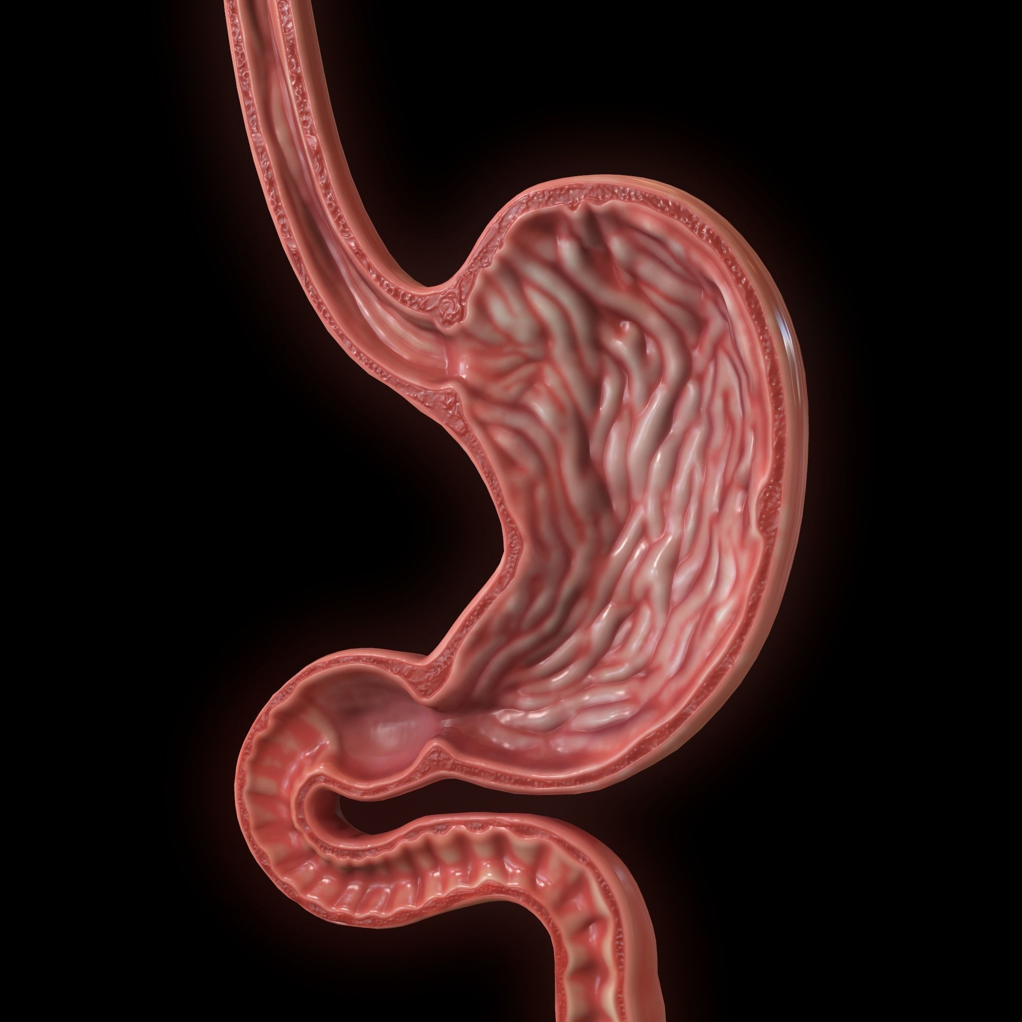 Human Stomach Low-poly 3D model_3