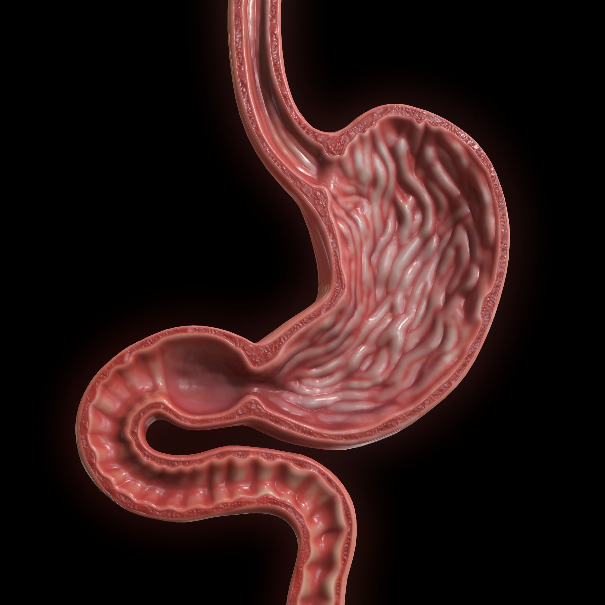 Human Stomach Low-poly 3D model_2