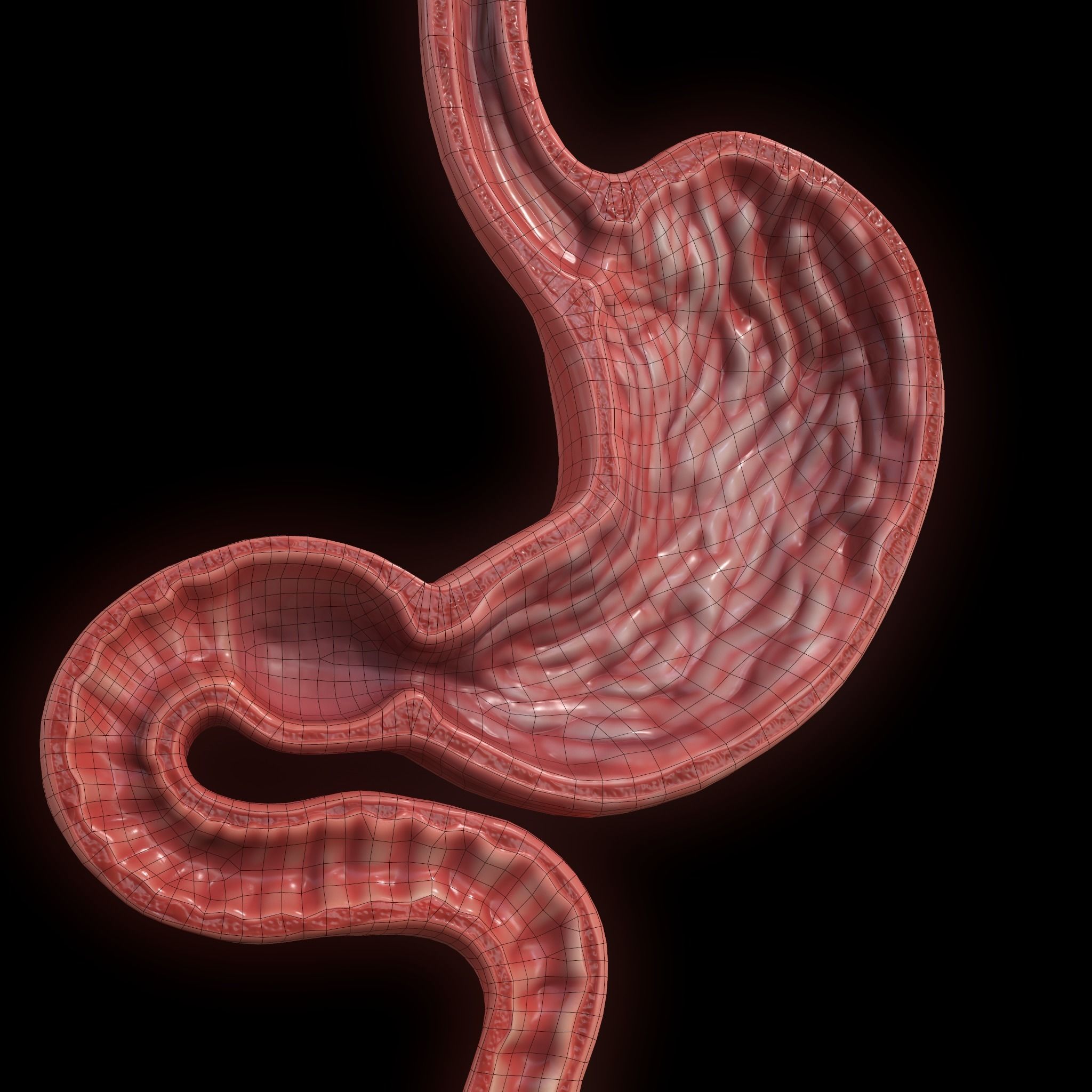 Human Stomach Low-poly 3D model_5