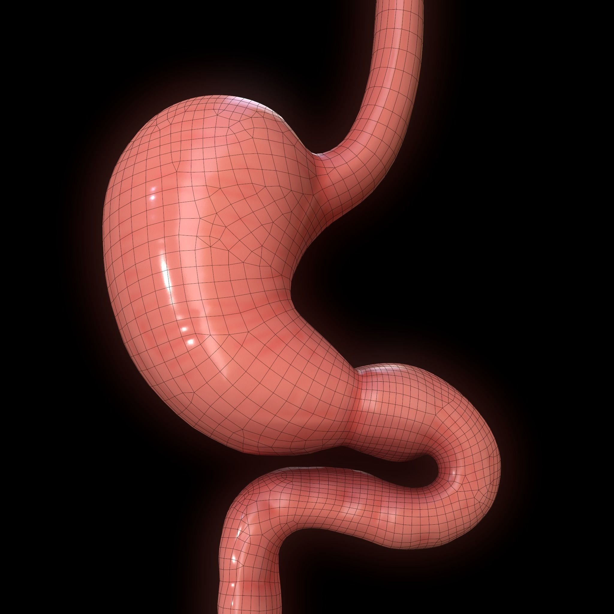Human Stomach Low-poly 3D model_7