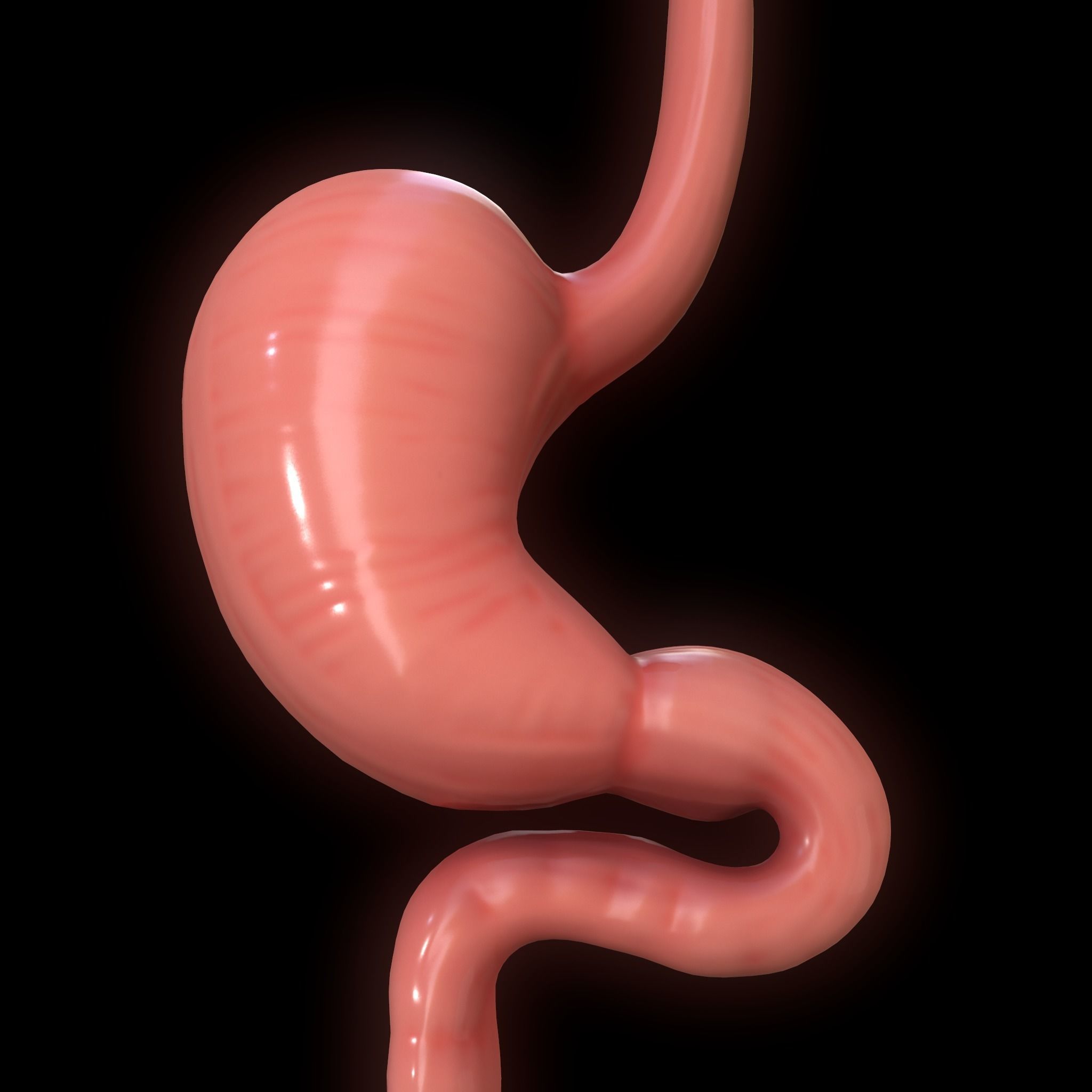 Human Stomach Low-poly 3D model_6