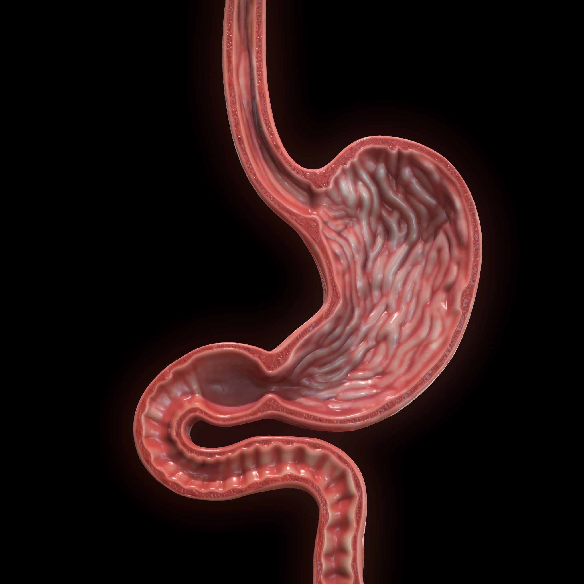 Human Stomach Low-poly 3D model_1