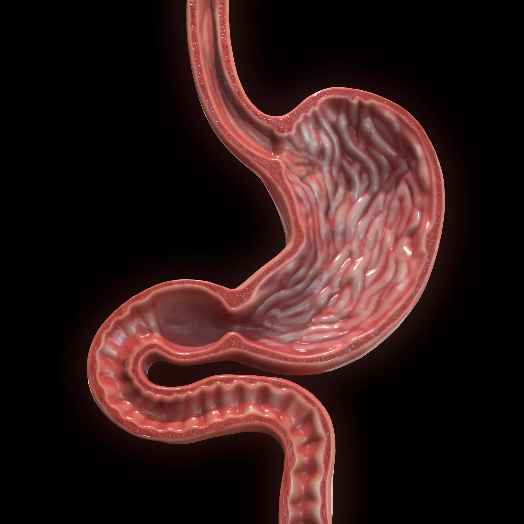 Human Stomach Low-poly 3D model_0
