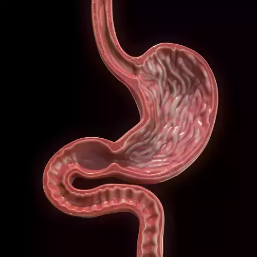 Human Stomach
