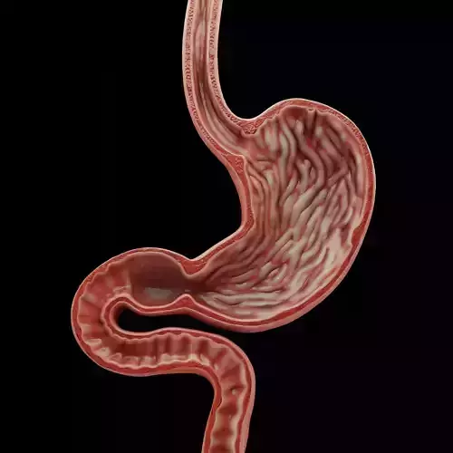 Human Stomach Low-poly 3D model