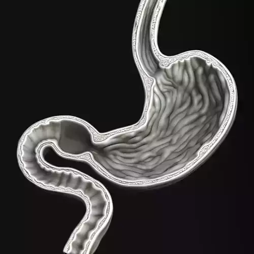 Human Stomach Sculpt