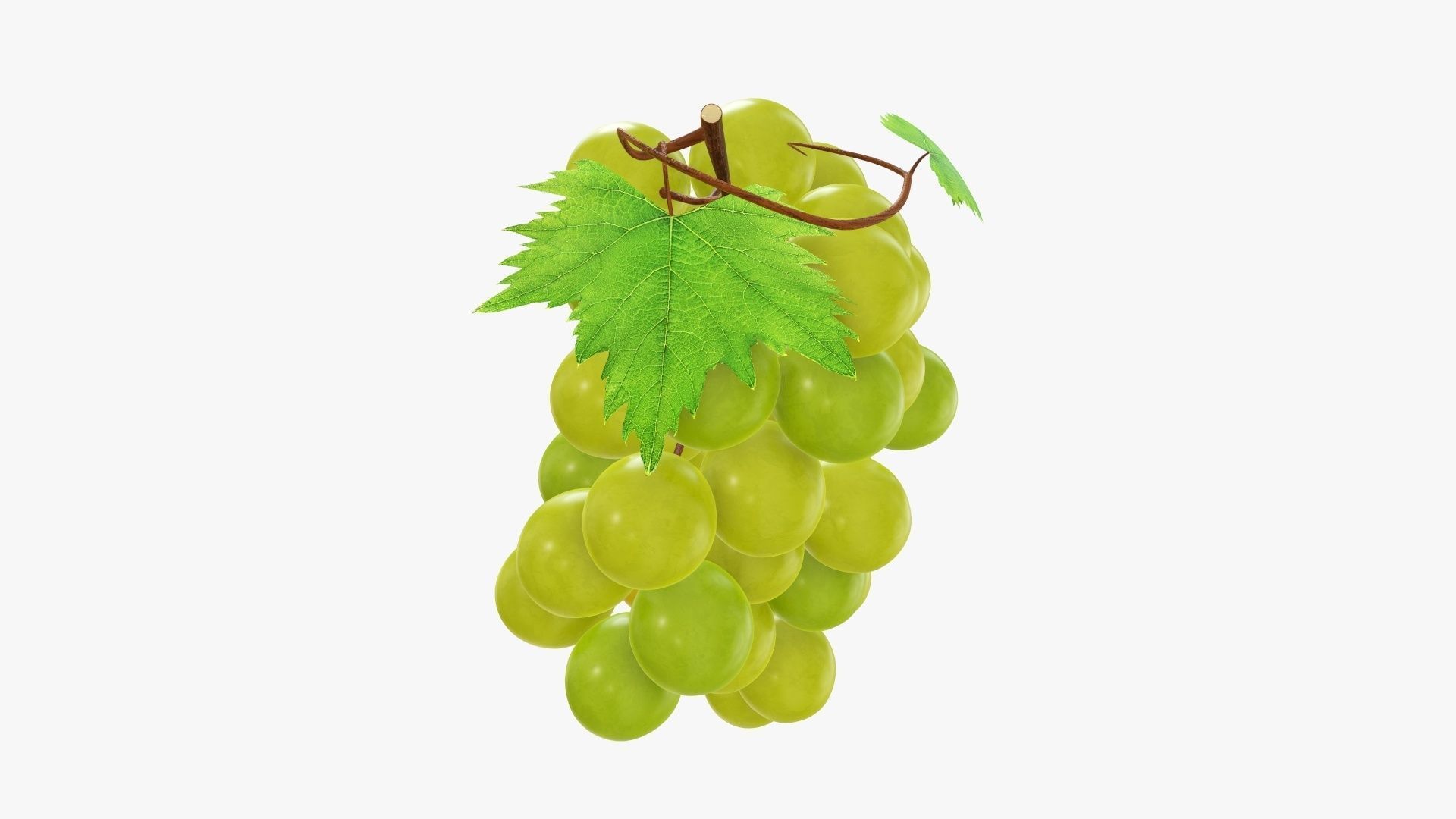 Grapes 02 3D model_4