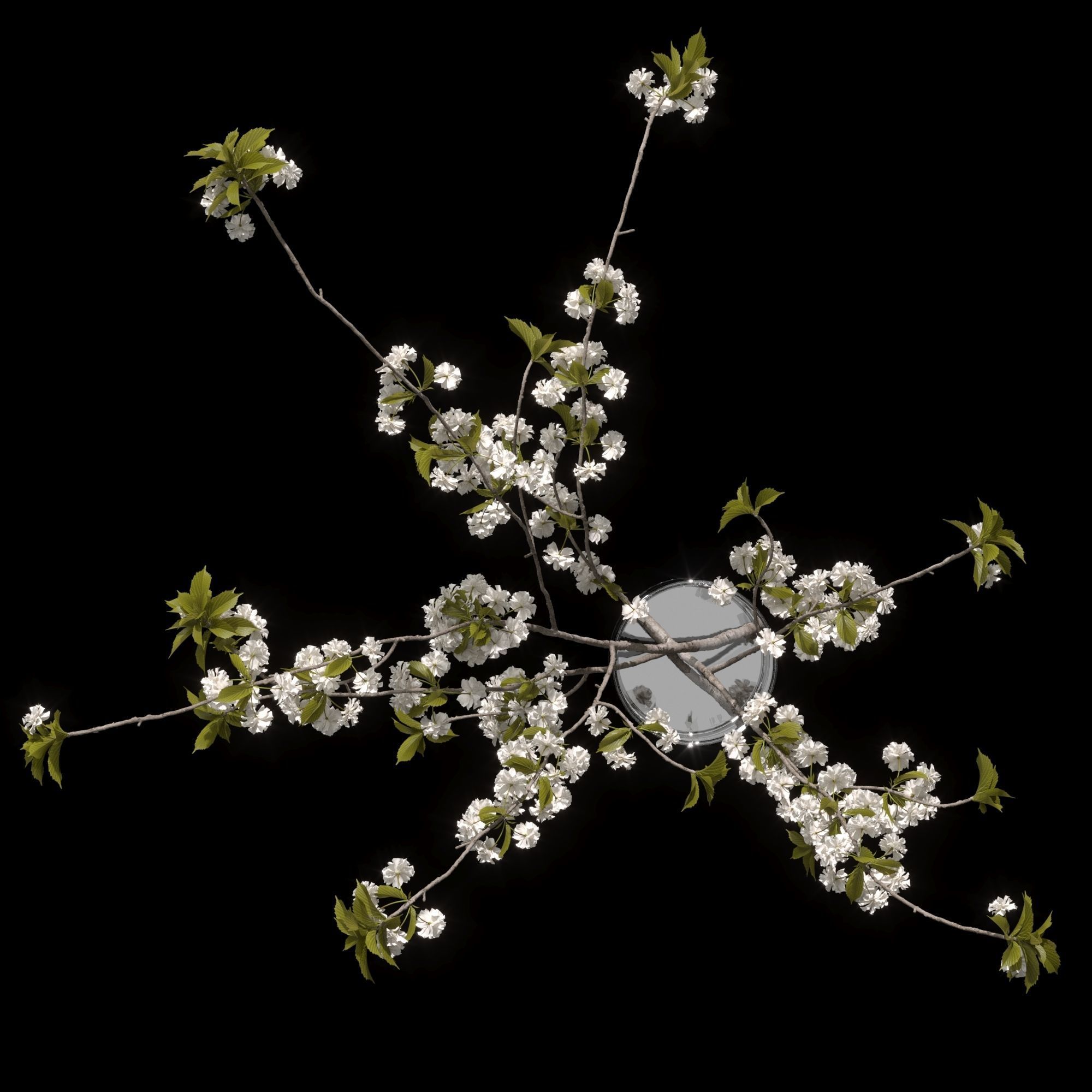 Japanese cherry branches white 3D model_8