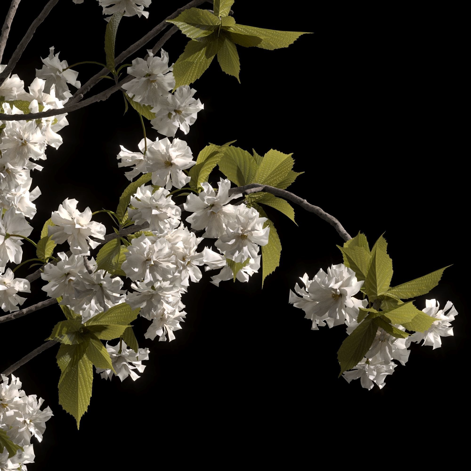 Japanese cherry branches white 3D model_1
