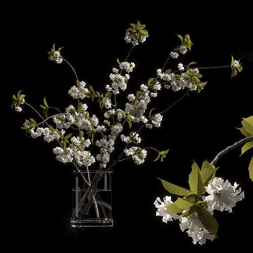 Japanese cherry branches white 3D model