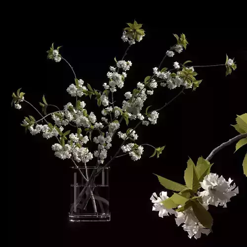 Japanese cherry branches white 3D model