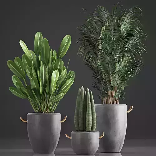 Houseplants in concrete flowerpots 750