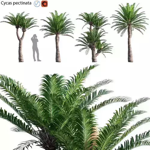 Cycas pectinata 01