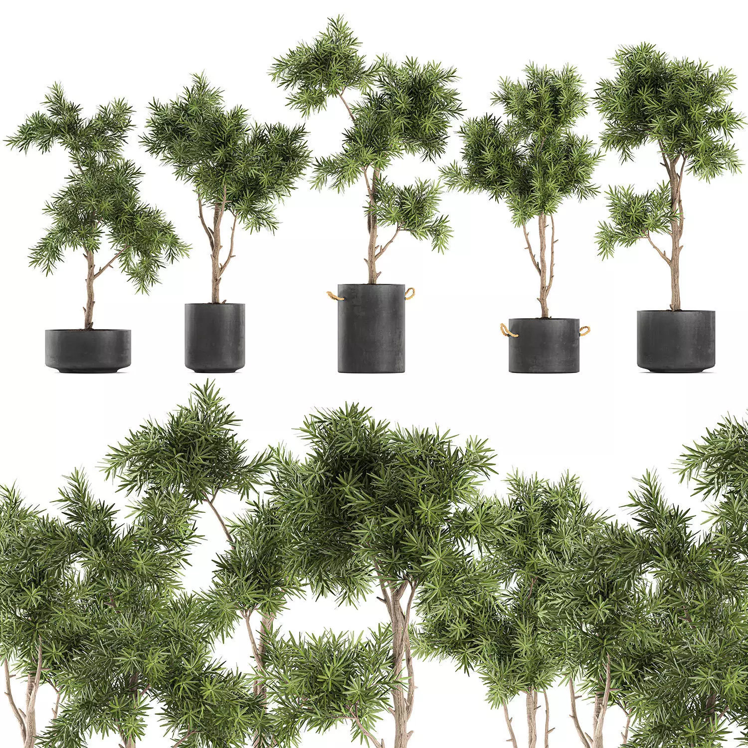 Decorative trees in a black flowerpots 751 3D model