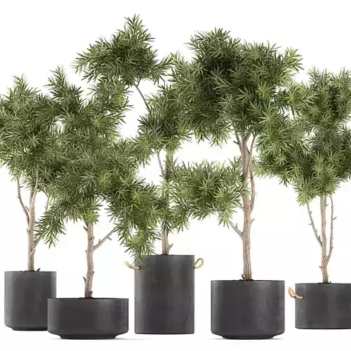 Decorative trees in a black flowerpots 752 3D model