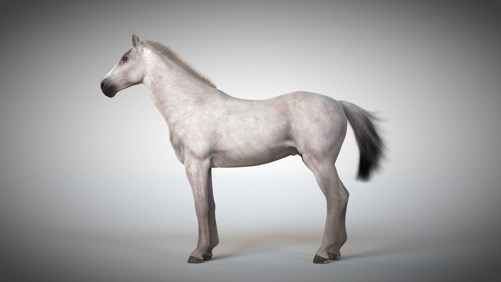 Rigged and Animated Stallion 3D model_6