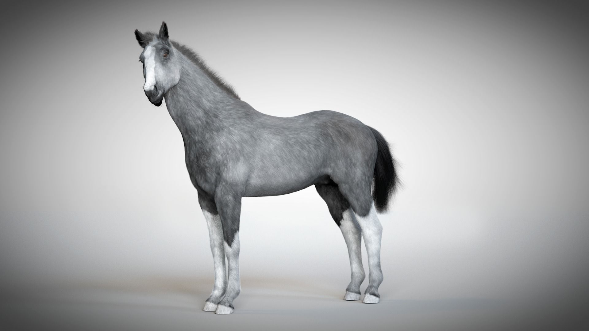 Rigged and Animated Stallion 3D model_4