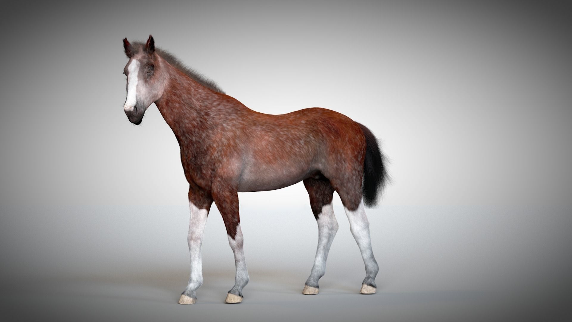 Rigged and Animated Stallion 3D model_8