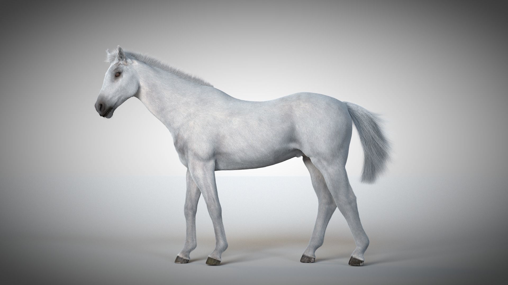 Rigged and Animated Stallion 3D model_9