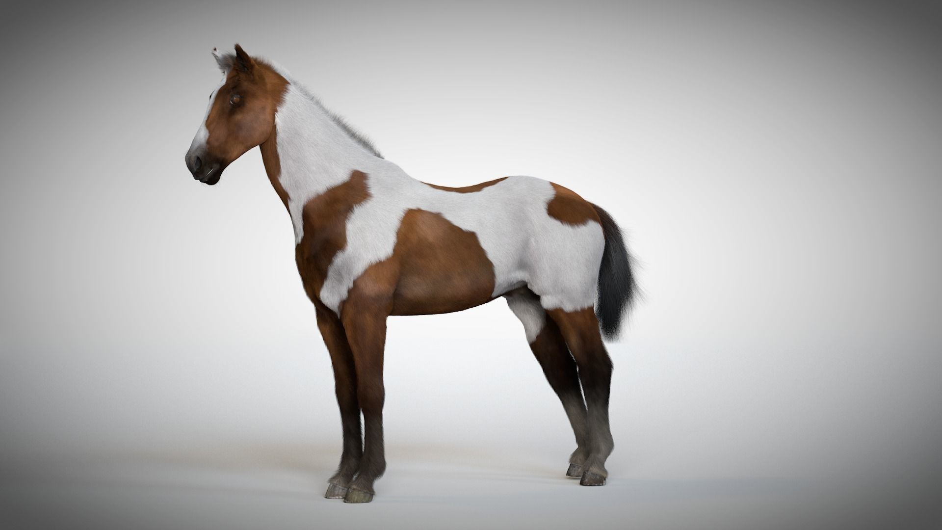 Rigged and Animated Stallion 3D model_5