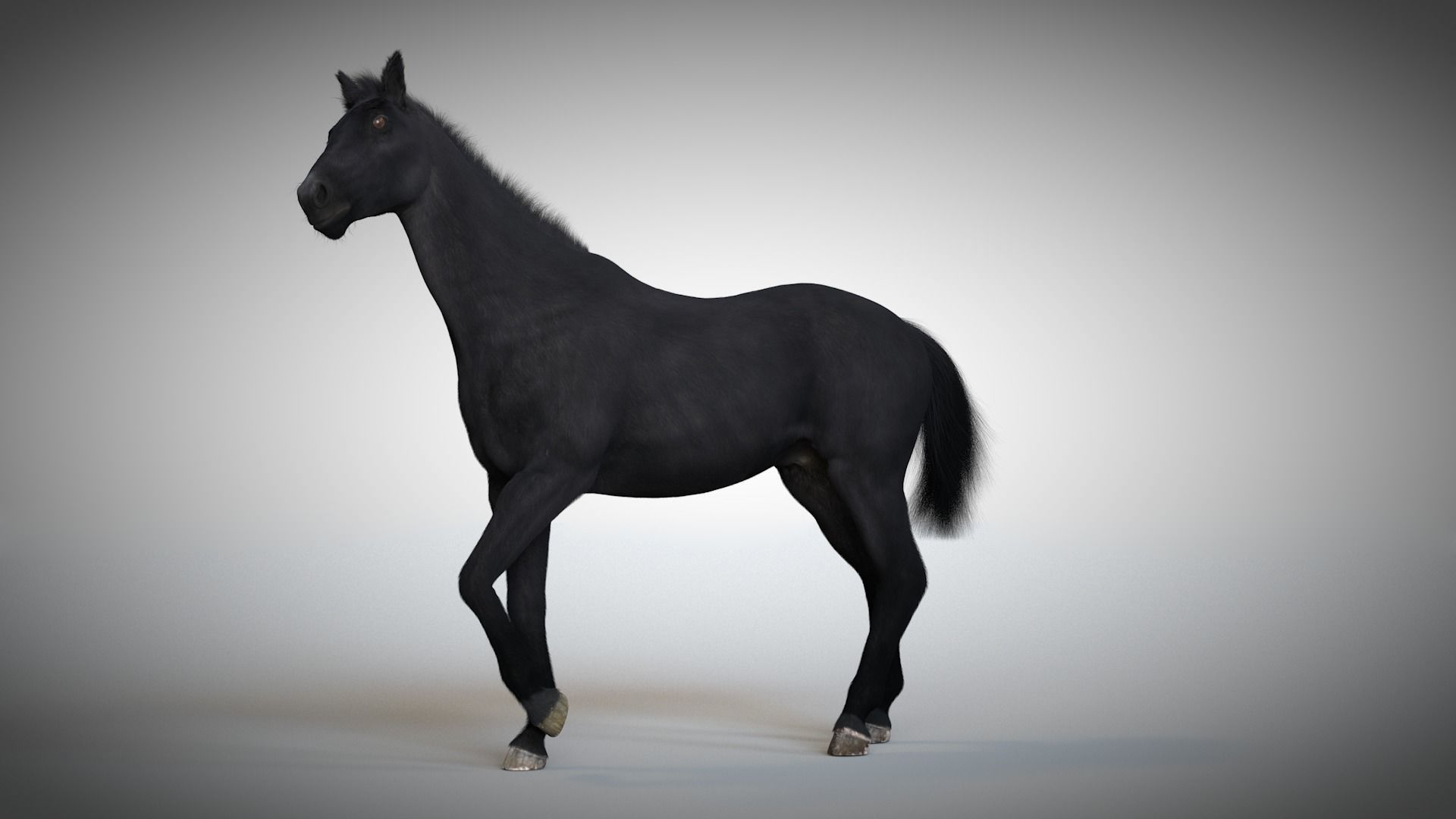 Rigged and Animated Stallion 3D model_11