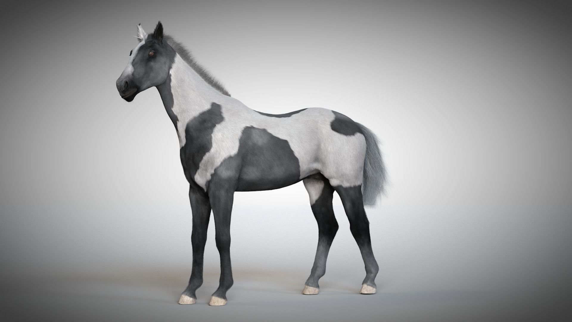 Rigged and Animated Stallion 3D model_12