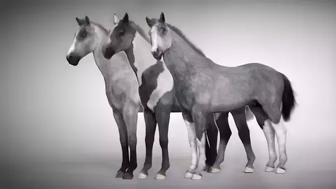 Rigged and Animated Stallion 3D model