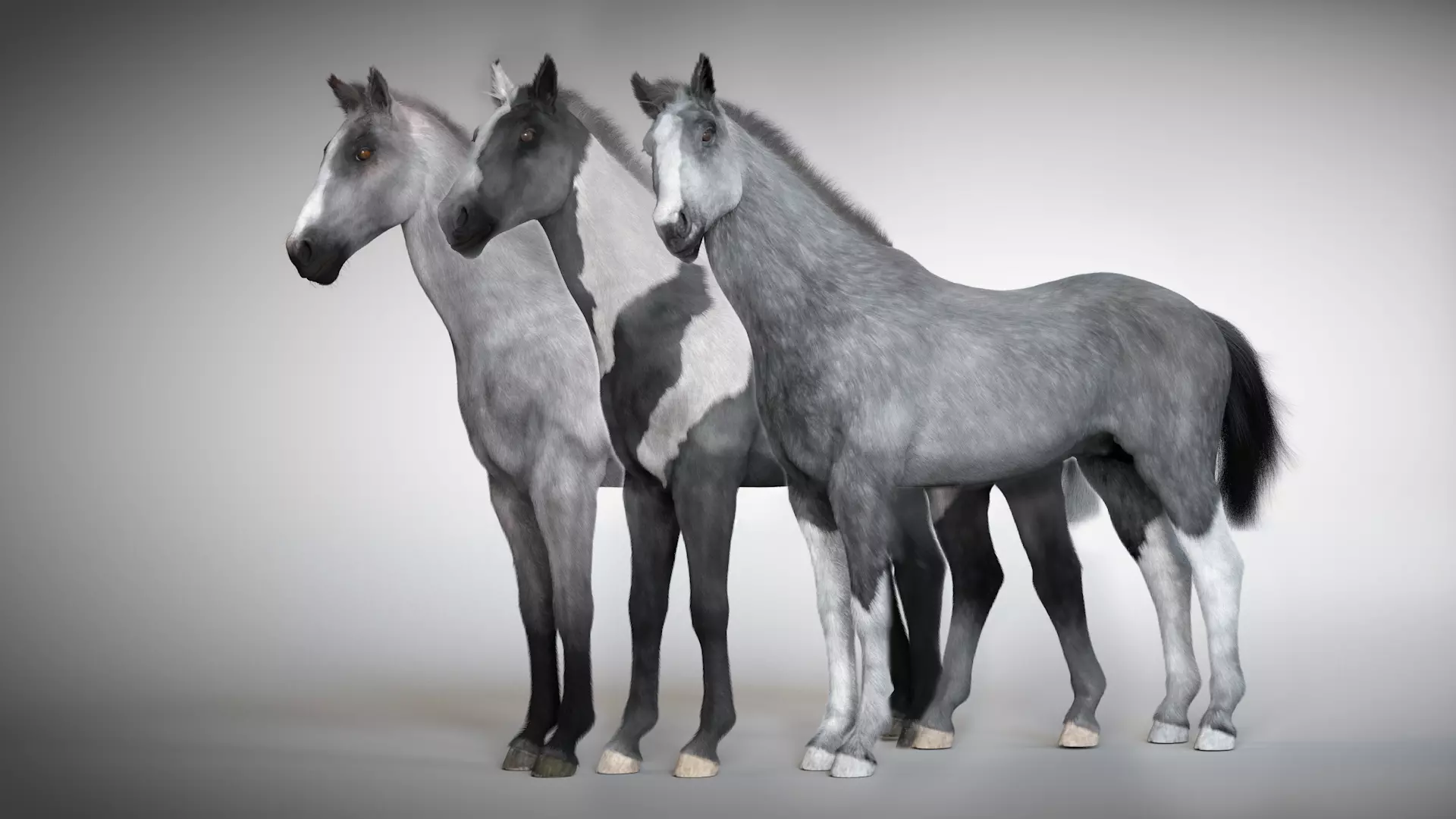 Rigged and Animated Stallion 3D model_0