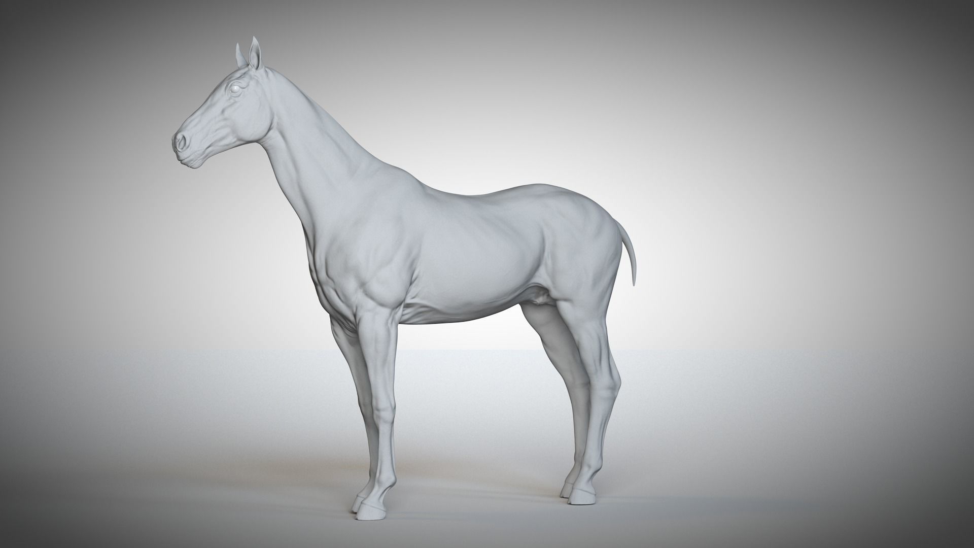 Rigged and Animated Stallion 3D model_13