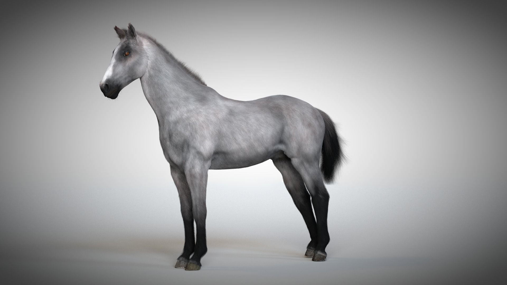 Rigged and Animated Stallion 3D model_7