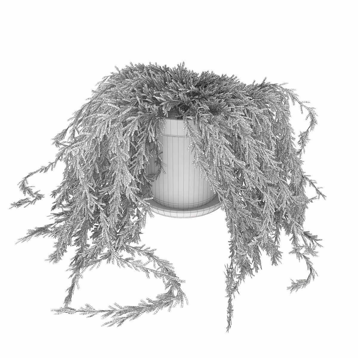 plant 005 Senecio radicans 3D model_3